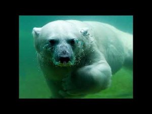 Развивающие видео для детей "Лучик света".  Энциклопедия для детей про животных. Белый медведь