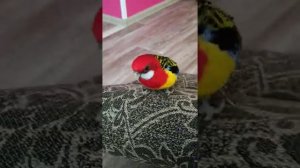 Минусы попугая(розеллы) и характер.