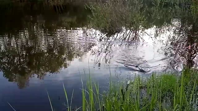 Белый Амур на кукурузу.