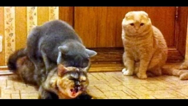 Shane Dawson fucked his cat смотреть онлайн