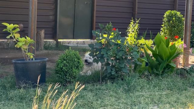 HARVESTING BEANS IN THE VILLAGE! GRANNY COOKING BEST DELICIOUS MEATLESS DISH | FARAWAY RURAL VILLAG