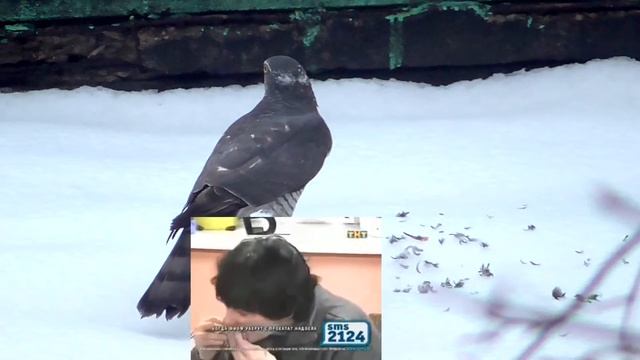 Хищная птица в Москве смотреть онлайн