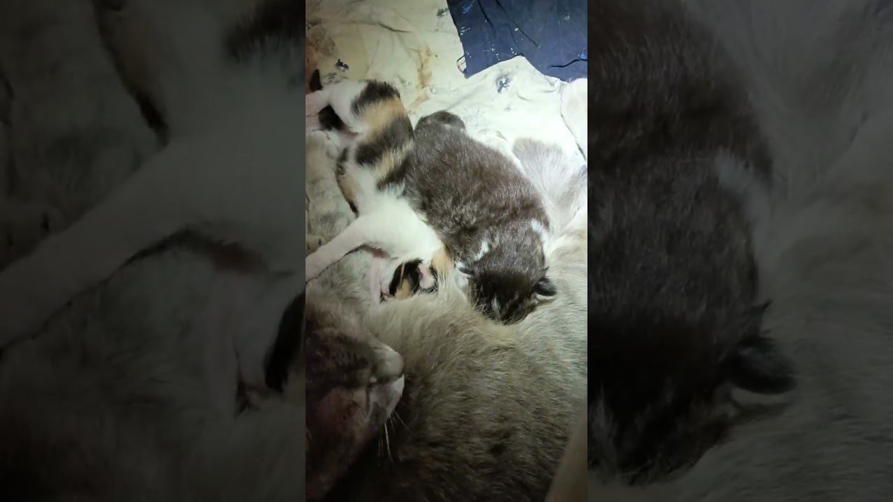 кто хочет котёнка смотреть онлайн