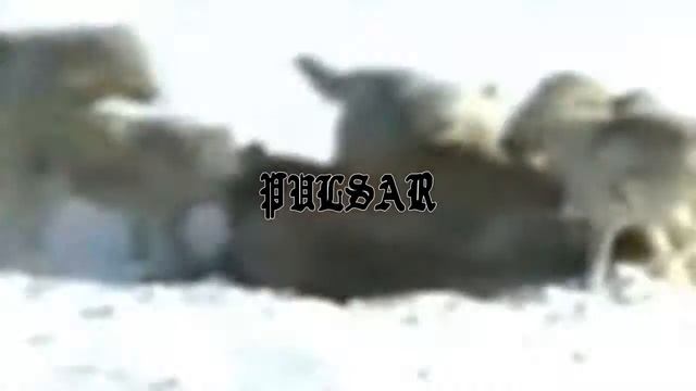 Pulsar XP | December смотреть онлайн