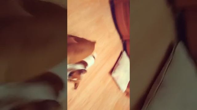 Джек Рассел Рокси и той терьер Молли играют смотреть онлайн