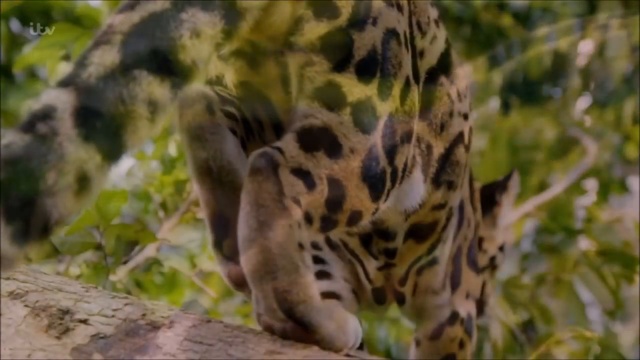 The Beautiful Clouded Leopard смотреть онлайн