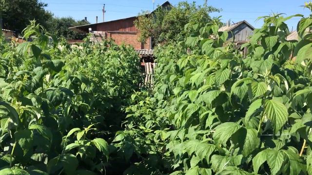 Ежевика и малина созревание 2019 07 10