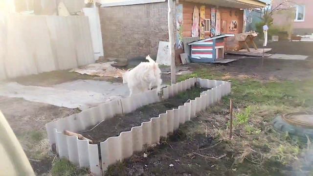 Александр Фёдоров - интересная жизнь в деревне. Наша ручная коза Дина 🐑 смотреть онлайн