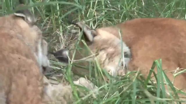 Тигры и кошачья мята смотреть онлайн