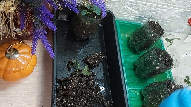 РЕЗУЛЬТАТ ЧЕРЕНКОВАНИЯ РОЗЫ..ПИКИРОВКА .. смотреть онлайн