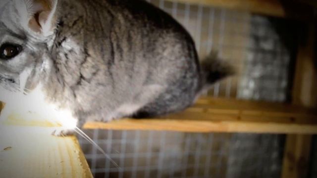 Что сподвигло нас купить шиншиллу Информация о шиншиллах смотреть онлайн