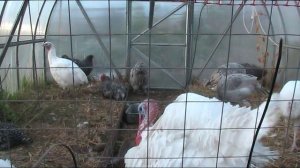 Индюки! Индюки в теплице зимой !!! // Секреты хороших урожаев.
