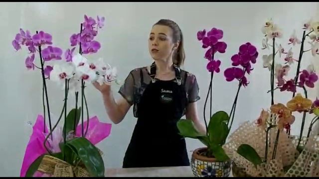 Ganhei uma orquídea, e agora? смотреть онлайн