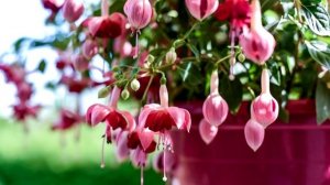 Фуксия. Виды, уход, размножение.