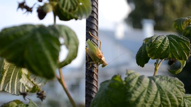 Кузнечик смотреть онлайн