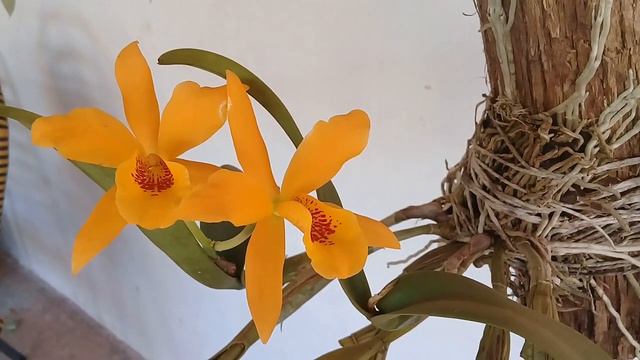 CATTLEYA GOLD DIGGER MANDARIN смотреть онлайн
