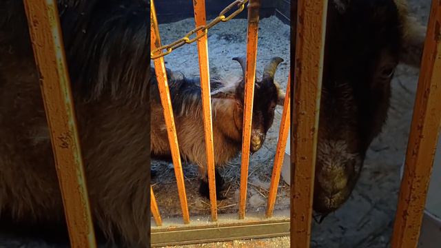 Мини зоопарк. Который находится на территории. Питомника К 9. 24.02.2023. Иркутск. смотреть онлайн