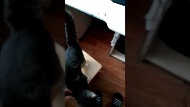 где чесать кошку смотреть онлайн