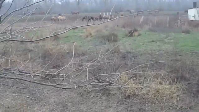 22.11.2022 ЧТО ДЕЛАТЬ? : ЛПХ В ОПАСНОСТИ смотреть онлайн