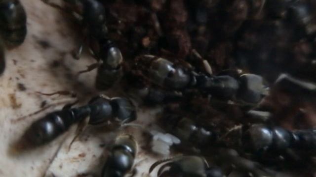 Odontoponera transversa. Уход и содержание муравьев. смотреть онлайн