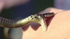 КАК МОЖНО ИЗБАВИТЬСЯ ОТ ЗМЕЙ НА ДАЧНОМ УЧАСТКЕ