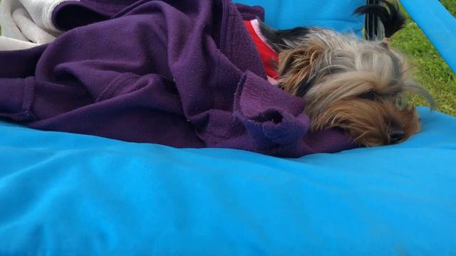 🐶«ЙОРКШИРСКИЙ ТЕРЬЕР АЙСИ ЗАХВАТИЛА ЛЕЖАК»🐶Смешные собаки/Приколы с животными/собака в доме. смотреть онлайн