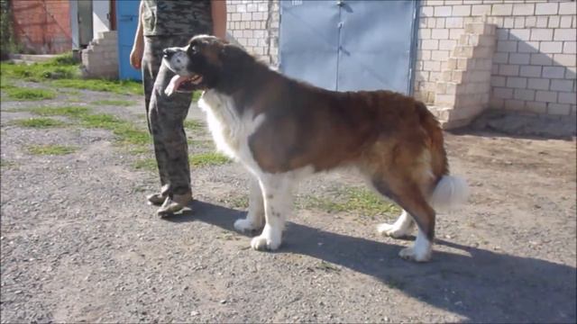 Московская сторожевая Воланд смотреть онлайн