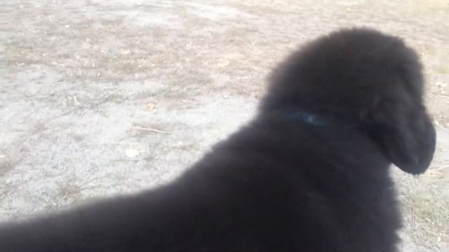 Ньюфаундленд Бонни и Василиса смотреть онлайн