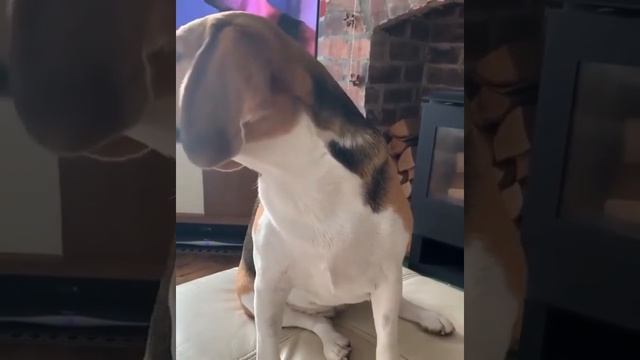 Как наблюдает за мной щенок Бигль смотреть онлайн