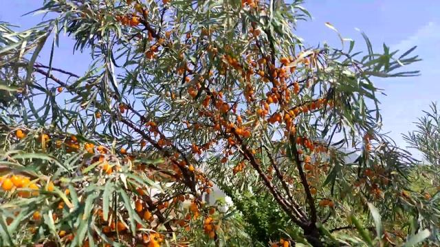 Самые неприхотливые растения в саду и многое другое... смотреть онлайн