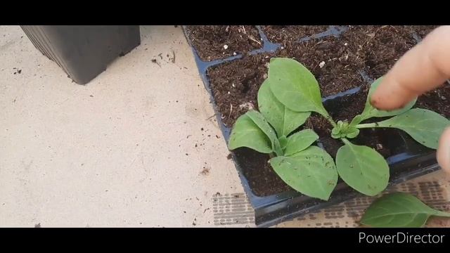 ваша петуния будет красивой смотреть онлайн