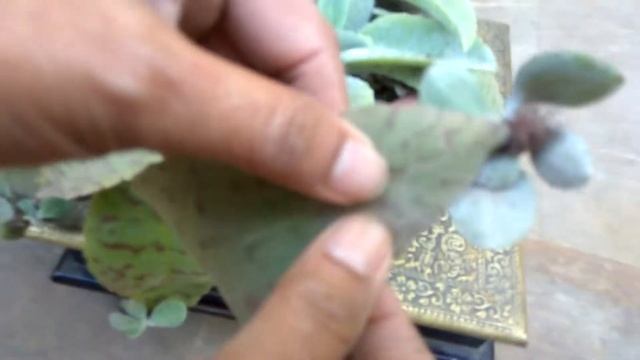 Flowering Bryophyllum - Succulent