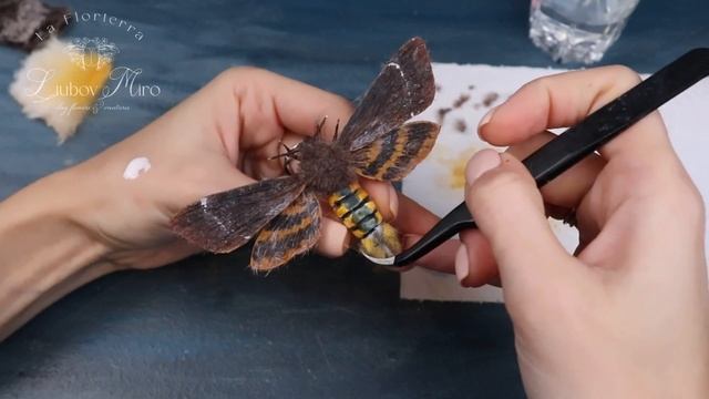 Бражник мёртвая голова/ DEATH'S HEAD HAWKMOTH смотреть онлайн