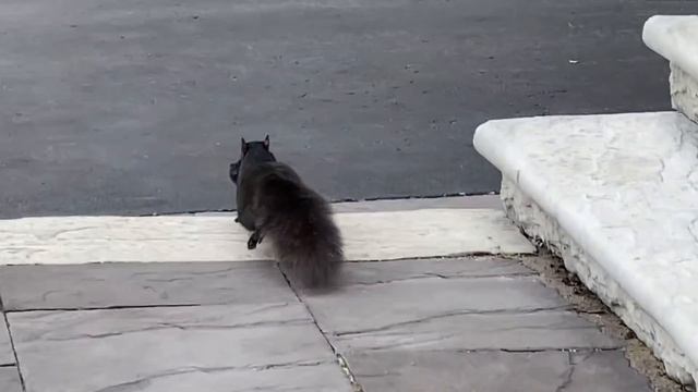 Baby Squirrel Removal Goes NUTS! смотреть онлайн