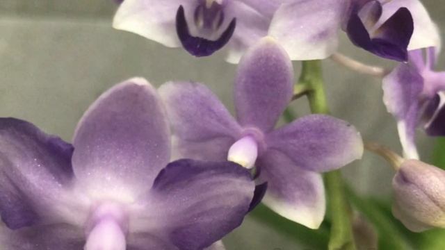 Tzu Chiang Sapphire и Kenneth Schubert