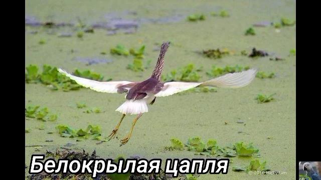 Прудовые, или желтые цапли (виды) смотреть онлайн