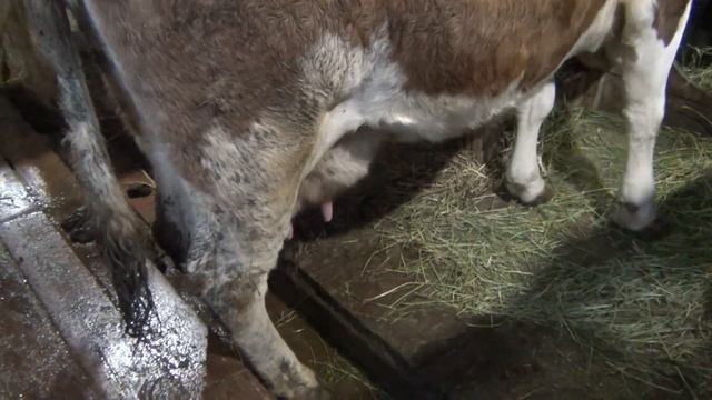 корова оторвала хвост такое бывает, как проходит раздой первотелки смотреть онлайн