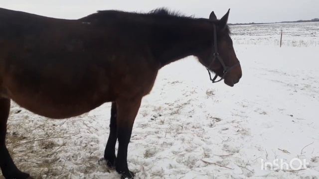 Как мы лошадь завели. смотреть онлайн