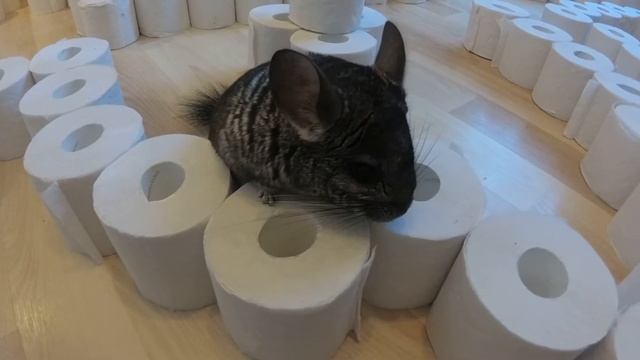 Пранк с туалетной бумагой/Лабиринт для ШИНШИЛЛ/Веселые гонки/Игры с шиншиллой/Записки от Хаски смотреть онлайн