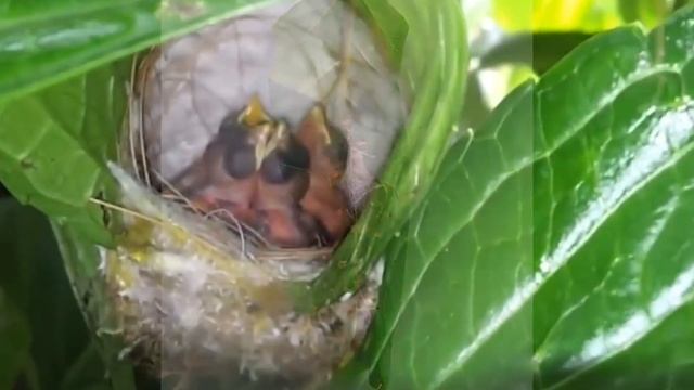 10 Самых Необычных Птичьих Гнезд смотреть онлайн