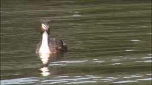 Большая поганка и интересные факты о ней