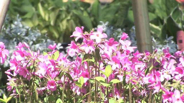 Growing Woodland Phlox смотреть онлайн