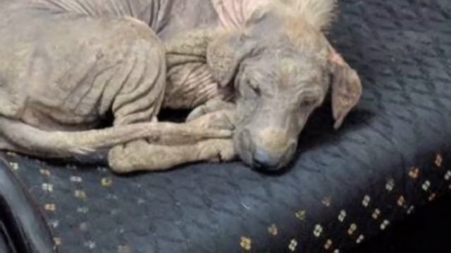 Больная и жалкая, собака уснула на диване, не зная, что здесь ее уже ждет счастливая жизнь смотреть онлайн