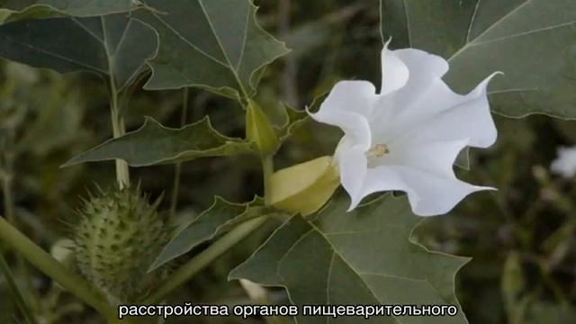 Какую траву нельзя давать кроликам, а какой можно кормить смотреть онлайн