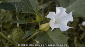 Какую траву нельзя давать кроликам, а какой можно кормить