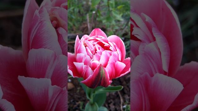 #Пионовидный#Тюльпан# смотреть онлайн
