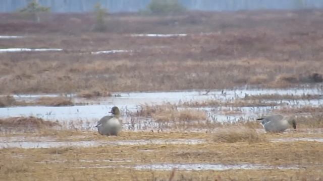 Охота на гуся 2017 (весна) смотреть онлайн