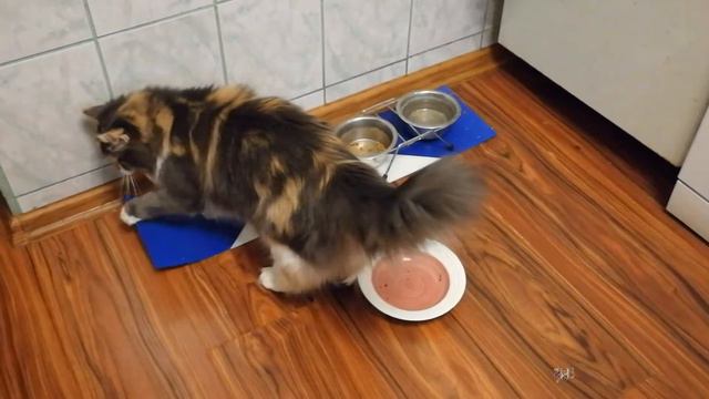 Майкины будни смотреть онлайн