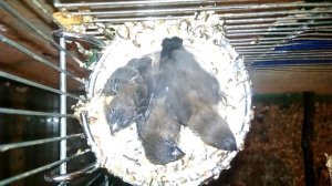 Разведение Амадин из яйца до птенца .