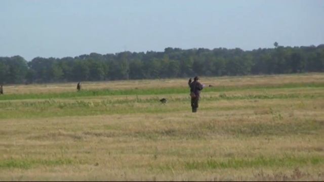 247. (01) 08 ч. 59 мин. курцхаар Кольт. смотреть онлайн